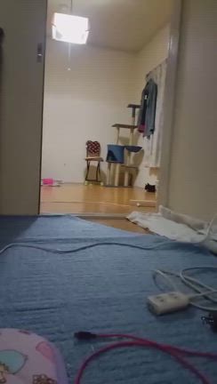 キャットタワ～が˚°˚なෆあずきちゃんෆ✨でchu❣️の記事動画