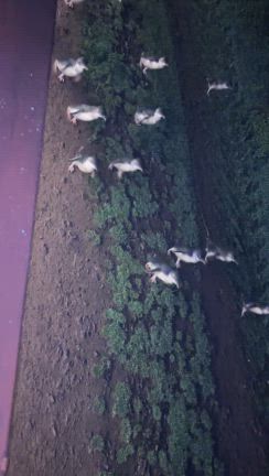 オーストラリアに来ましたの記事動画