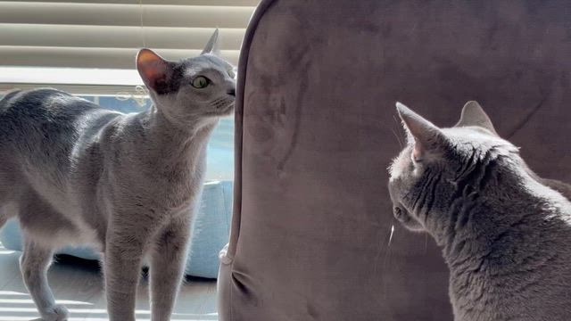 猫がいる生活193【猫の日】 | 猫とハイボール