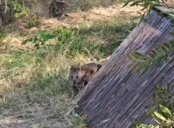 年長さんの遠足の記事動画