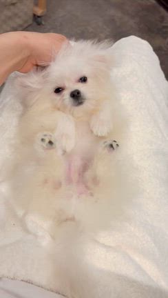 スノーちゃん里親募集中！の記事動画