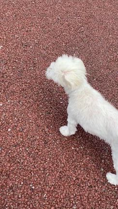 毎日暑いねの記事動画