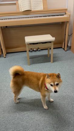 45年ぶりにピアノを弾きました♪の記事動画