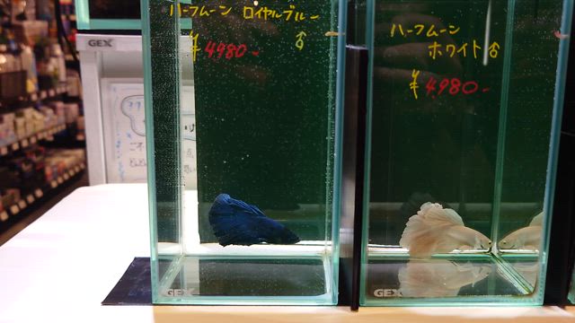 明日の第二木曜日は営業日です！の記事動画