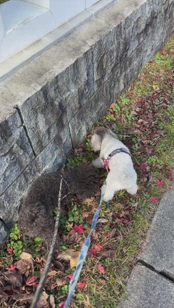犬とリハビリの記事動画