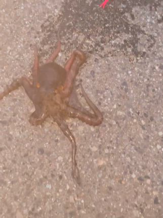 2025年5月31日,6月1日ショアタコエギング朝練。の記事動画