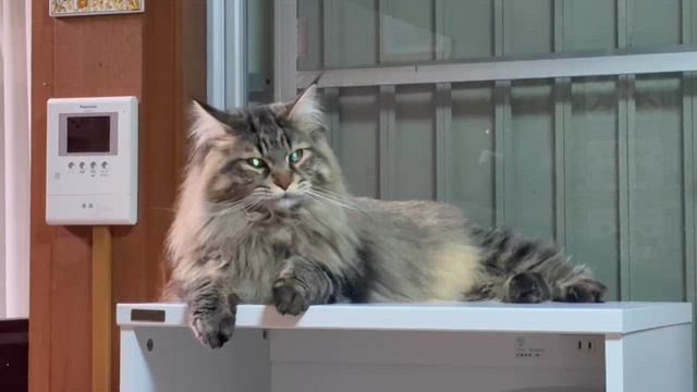 オーナーさまより♡の記事動画