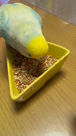 ティリちゃんに怒られるの記事動画