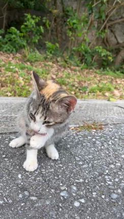 2025/6/24(火)町田体育館の記事動画