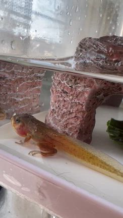 イエアメ　大吉田君やっとカエルの記事動画