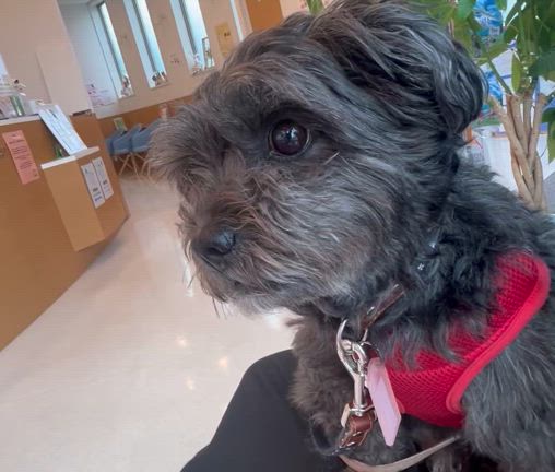 検査日の記事動画