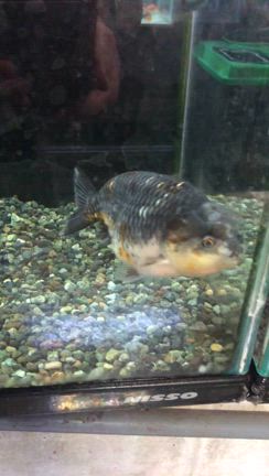 らんちゅう他 真っ黒らんちゅう トリカラーらんちゅう 茶らんちゅう 更紗らんちゅう