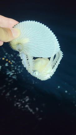 11月3日(日)　タルイカ便の記事動画