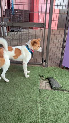 最近のドッグランの記事動画