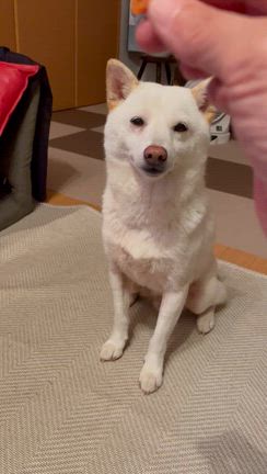 お彼岸でしたの記事動画