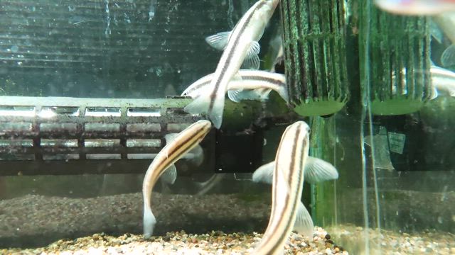 入荷情報!!＆3倍デーのお知らせ!!の記事動画