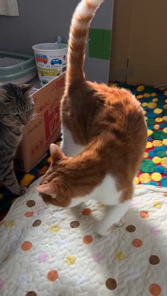 2025年12月6〜7日開封　ご支援物資のお礼とご報告の記事動画