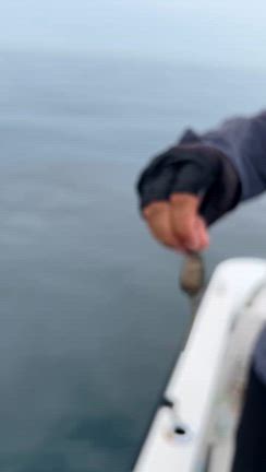 ライトプラッキングゲーム＆フライフィッシングpart2の記事動画