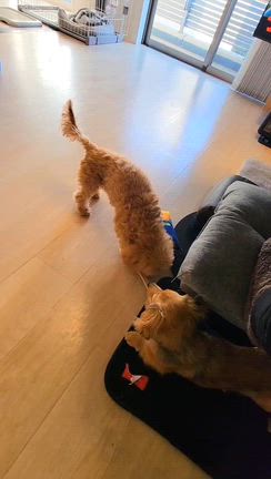 u•ﻌ•u ૮꒰•ﻌ•꒱ა なかよし♡の記事動画