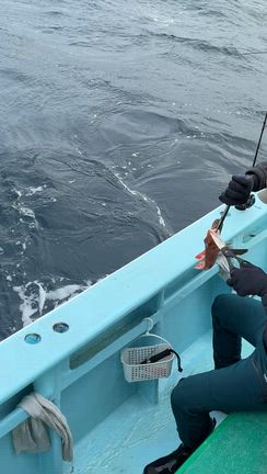 2月17日(火)  まだまだ好調ですの記事動画