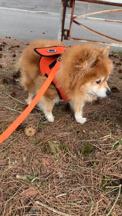 今日もこむさんぽの記事動画