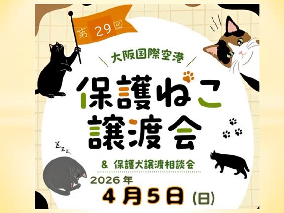 第29回大阪国際空港譲渡会〜4/5(日)参加猫の紹介〜の記事動画