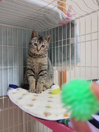 2026年カレンダーについて（お知らせ遅くてごめんね！）の記事動画