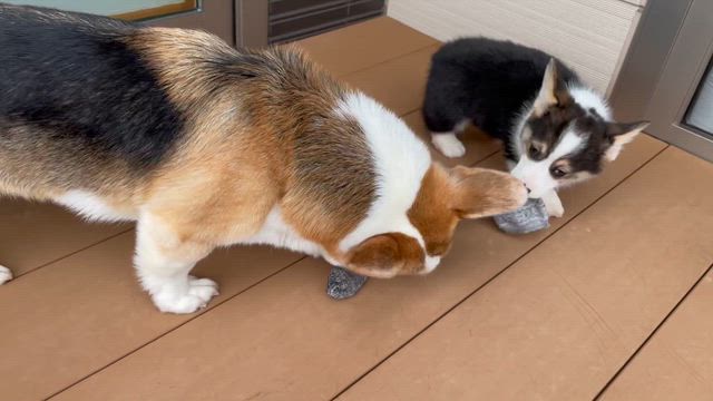 ちまき4回目のうちの子記念日＆あずき百箇日の記事動画