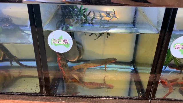 もっちー NINJA ZX-6R(636) 2009-2024 SPARK KONIX EVO レーシングフル