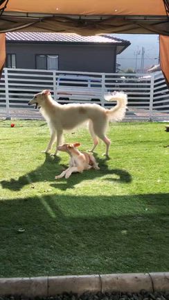 アービィとエリ。の記事動画