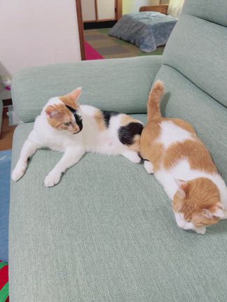 2026年カレンダーについて（お知らせ遅くてごめんね！）の記事動画