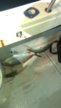 10/1日の39丸の記事動画