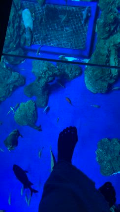 【沖縄④】水族館で初めての感動体験！の記事動画