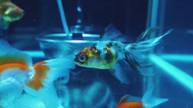 腹水病かも。の記事動画