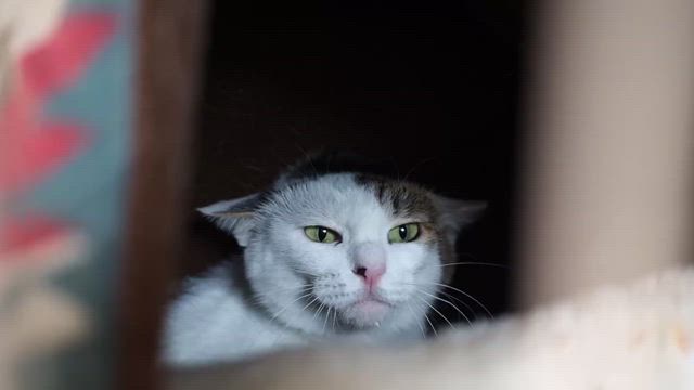 にゃんにゃ、やさぐれ３人組の記事動画