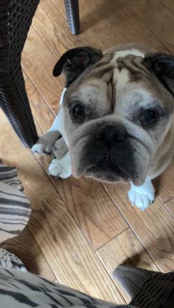 今日もしんちゃんはの記事動画