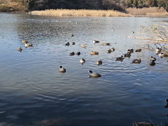 旅立ち近し！の記事動画