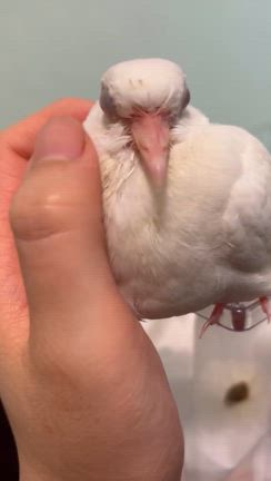 女性マジシャンパキラ「モコちゃん」がお家にきました！②の記事動画