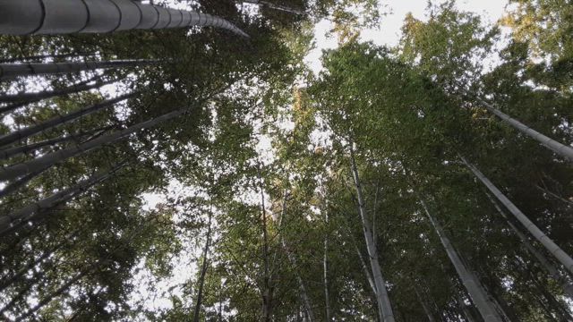 ♪春一番・竹林のざわめき(動画あり)＆お雛様を観にの記事動画