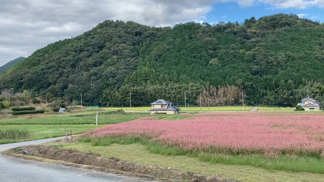 赤そばの花の記事動画