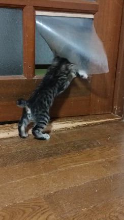 これがホントのクソ婆？の記事動画