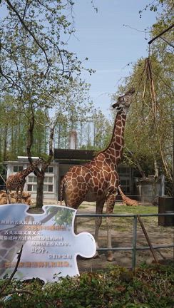 2025 上海動物園の記事動画