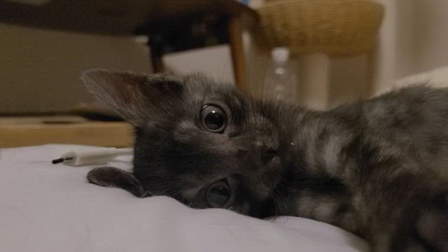 いぶきの手術の日程が決まりました。の記事動画