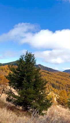 秋晴れ✨我が家の定番おやつの記事動画