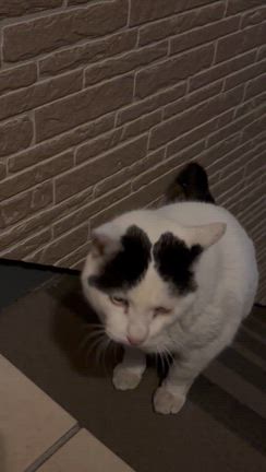 楽しみな日の記事動画