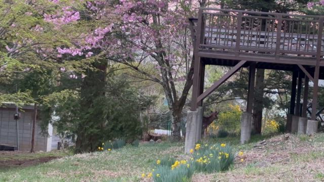 鹿に遭遇！の記事動画