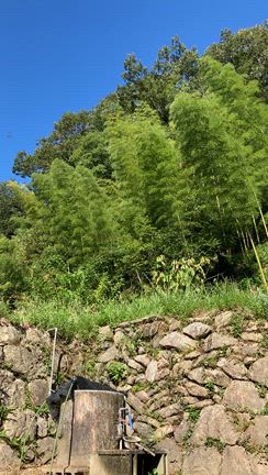 裏山のオーケストラの記事動画