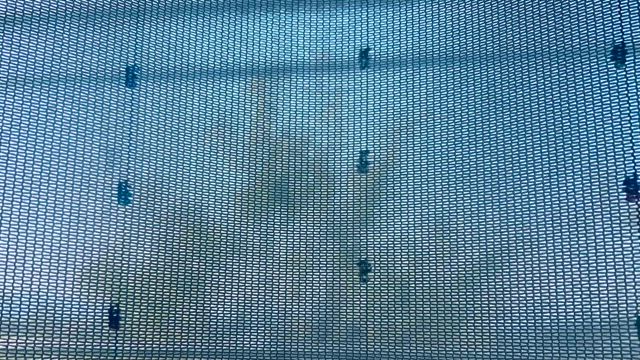 うぐいすずめの記事動画