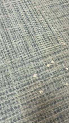 花びらとくうちゃん＋家族30年目のある日の記事動画