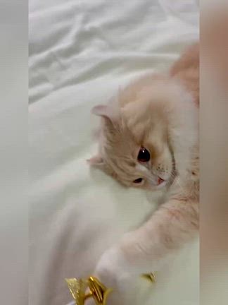 愛猫Lちゃま1歳のお誕生日の記事動画